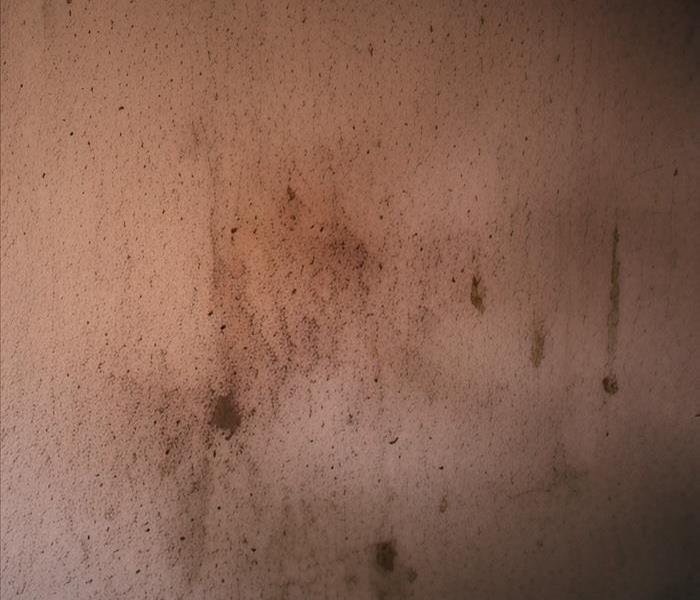 orange wall with black mold growth