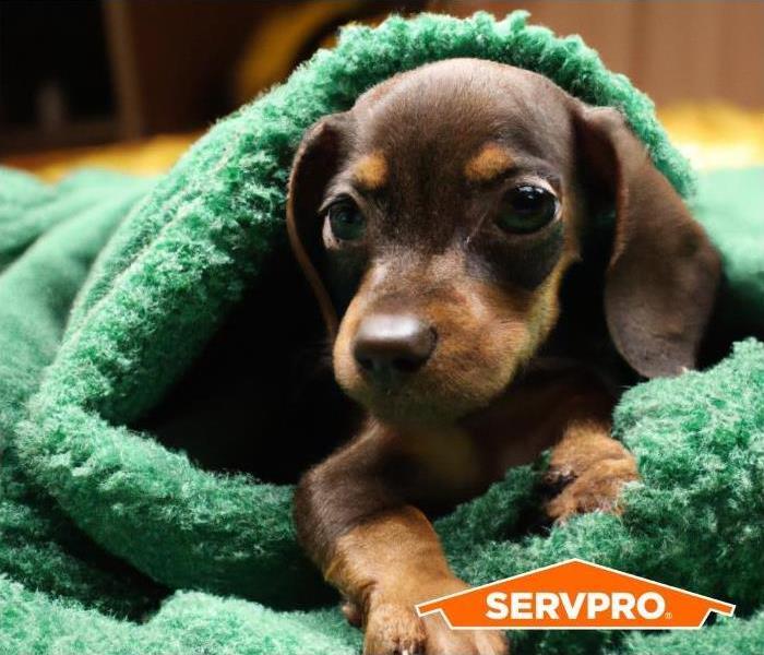 brown puppy cuddling with a green blanket